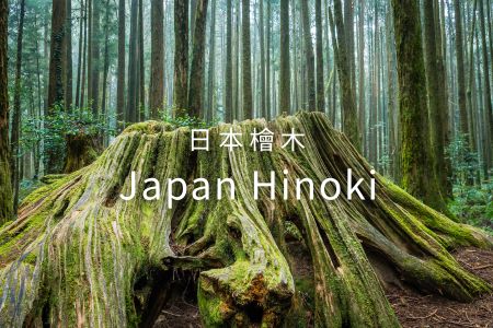 日本檜木（Japanese Hinoki / Chamaecyparis obtusa）